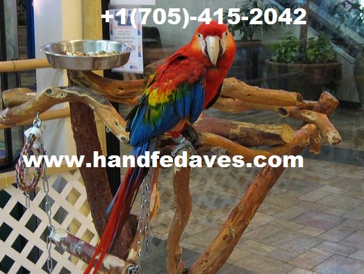 VectorAviary tweet picture