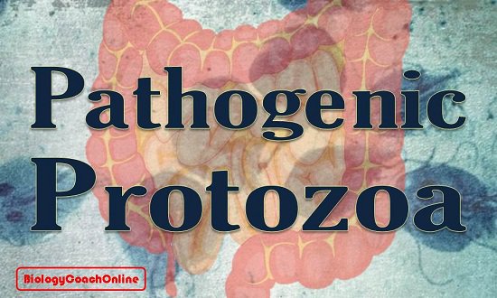 heybiologycoach's tweet image. Can you answer this week's #MicrobiologyMonday #Challenge: Which protozoan infects humans through contaminated drinking water and causes #enteritis?
a. Giardia lamblia
b. Babesia microti
c. Taxoplasma gondii
d. Entamoeba histolytica
e. None of the above
#microbiology #MCAT