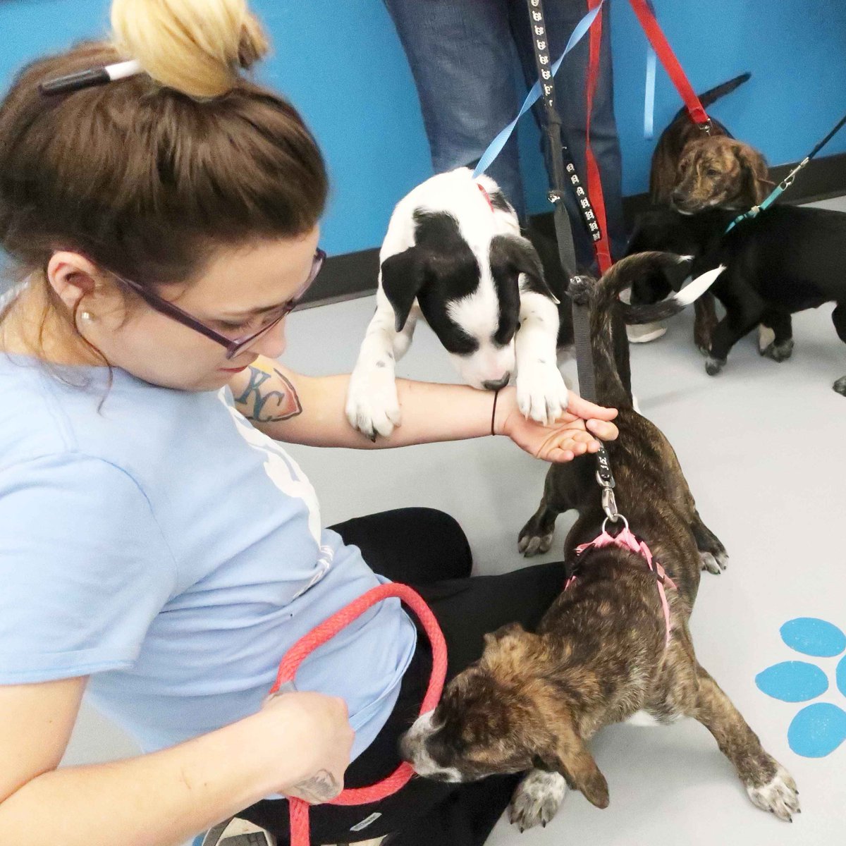 prckcmo's tweet photo. Then, of course, there are the #pups that aren't scared of anything. Takes all kinds, and we love 'em all! #cliniclife #snkc #familiesbettertogether https://t.co/yaHheEsEl4