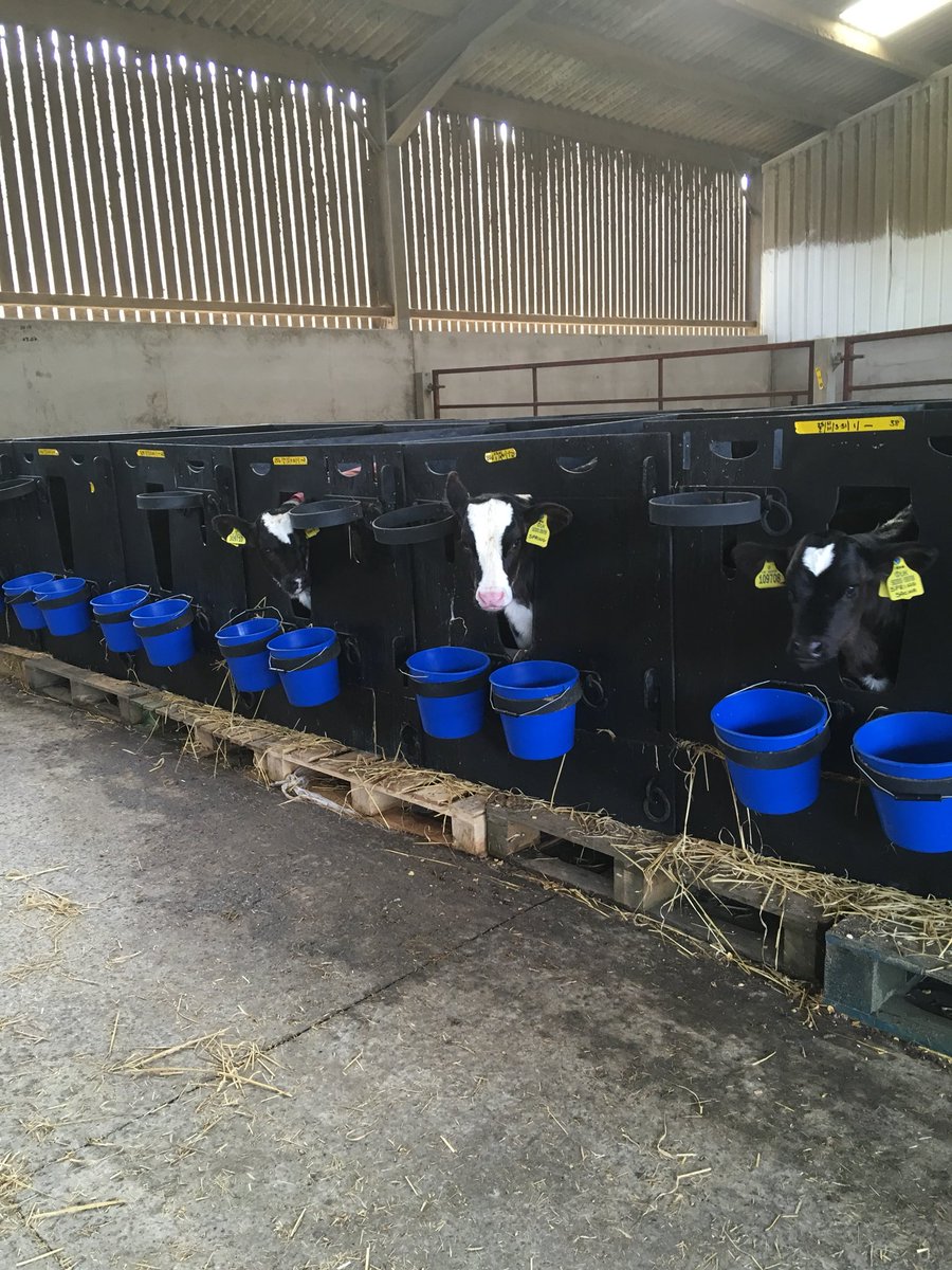 Monday morning weighing more heifers. This farm is using pallets to improve drainage and aeration of the bedding #healthycalves
