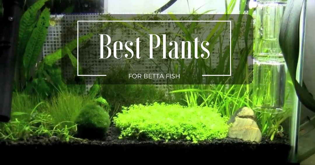 BettaFish_Tanks's tweet photo. Want some accessories to spice up your little guy's home? Then take a look at our unbeatable selection along with useful tips to help you make a decision! -> https://t.co/mlczdADsNh https://t.co/sFu2M16mQJ