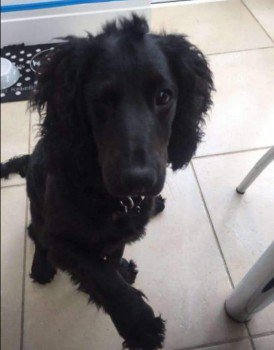 BOO HOME SAFE. THANKS FOR RT's 😊🐕

#SuttonPark #SuttonColdfield #Birmingham #WestMidlands #B74
 
Boo ran off after being attacked by 5 German Shepherd dogs.

doglost.co.uk/dog-blog.php?d…