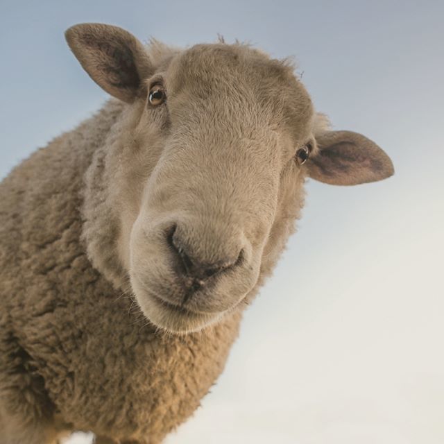 Mondays are better with a little #sheeplove !
#sheepstagram #sheep #sheepofinstagram ift.tt/2ImTa2U