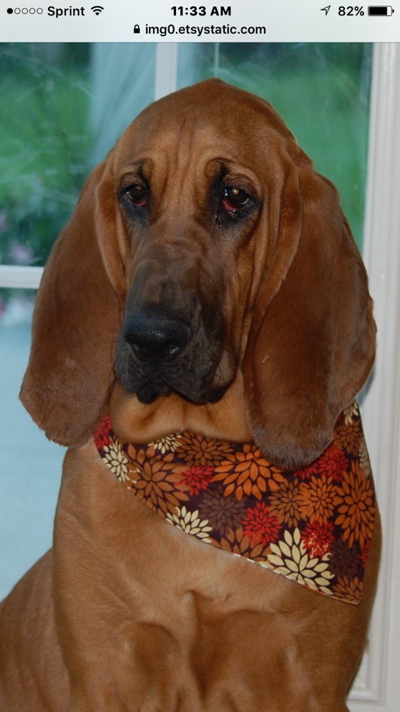 lmitchell4225's tweet photo. @MVanTryon Beautiful Mabel https://t.co/wIwLwootlA