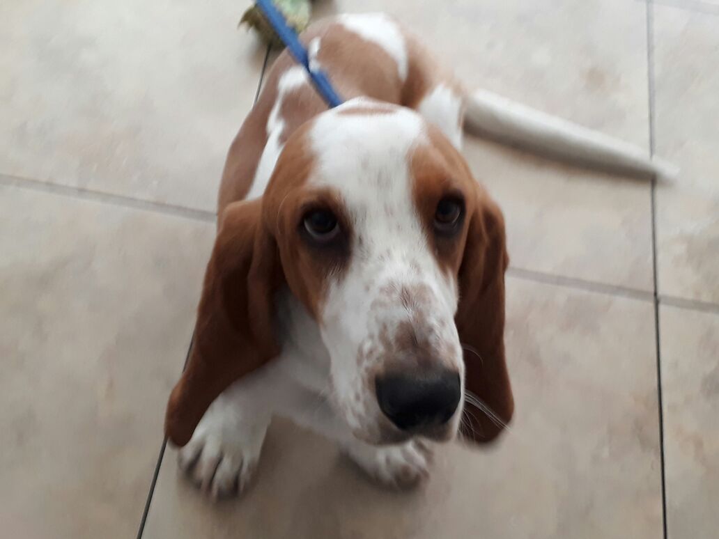 Buenos días, me podrían ayudar a difundir esta información por favor, ayer por la mañana se me perdió en la 17 calle B frente a Granai II mi perrito. Se los agradecía muchísimo. <a href="/soy_502/">Soy 502</a>
