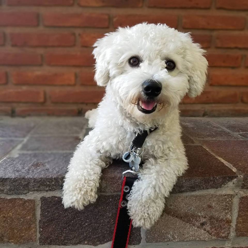 NicoVeksel's tweet photo. URGENTEEEE.
SE ROBARON A MI PERRO (HOY 12/3) EN NUÑEZ!
TENIA CHAPITA ROSA EN UN COLLAR AZUL!
POR FAVOR AYUDEN A DIFUNDIR. 
HAY RECOMPENSA!
CUALQUIER COSA MI TELEFONO ES 1551409075
ES UN BICHON FRISE.
RESPONDE AL NOMBRE DE OLI U OLIVER! https://t.co/qUjcq6fGMn