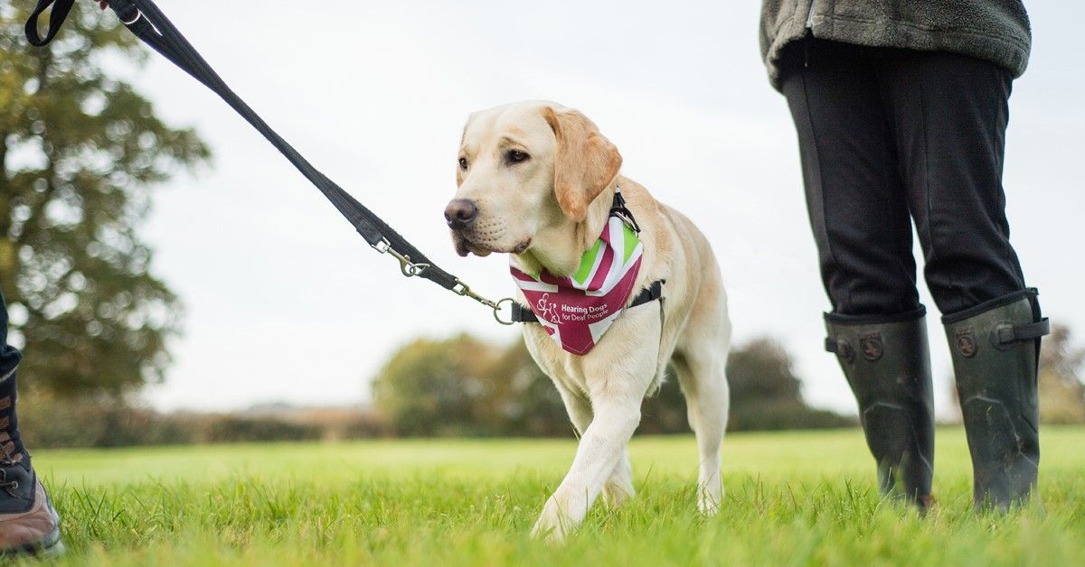 Doghousetrading's tweet photo. Starting 18th March @HearingDogs are hosting charity walking events around the UK. Find your nearest here https://t.co/KDJZWV5CnF &amp; take your pooch along in support. Great cause, fun activities &amp; there might even be some yummy treats for your dog to enjoy when they're done ;) https://t.co/qyFRIqhUsr