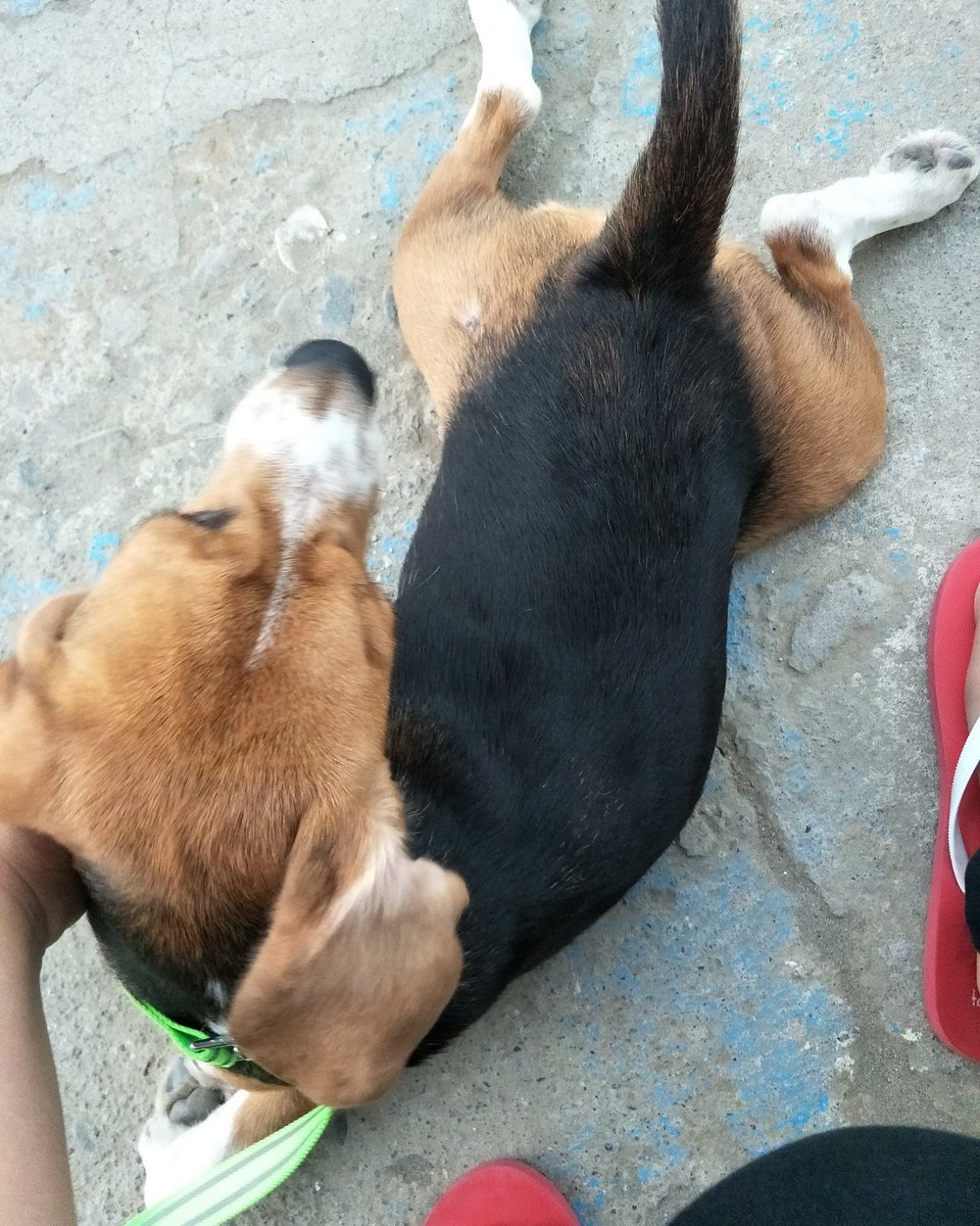 #AlbertTheBeagleTweet

Mastered this froggy beagle pose which my pawrents can't resist.😳😁🐾🐾
-
-
#beagle #froggybeaglepose #beaglemoment #beagleadventure #beaglelife #beagledaily #beaglelove #beagleforever #beaglephilippines #beagletweet