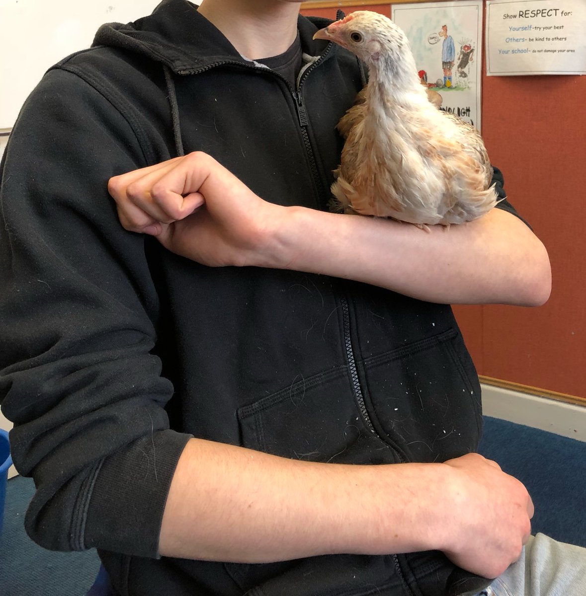 Wellieson's tweet photo. We had a great day @heybridgekcat today introducing our #FlatPackFarm to their students. Delivering qualifications &amp; therapeutic intervention in the community #KidsInTheClassroom 😊
Thanks to @lauradavisjames and all of your team. https://t.co/AHnodX4xXR