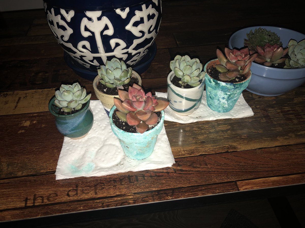 CSopps's tweet image. #plants #succulent