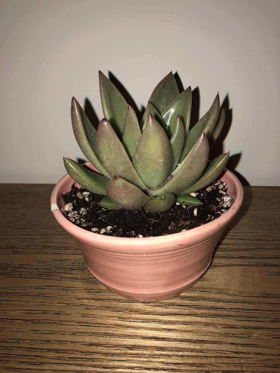 CSopps's tweet image. #plants #succulent