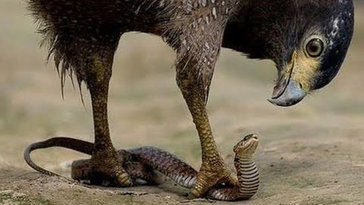 Pismo_B's tweet photo. Leaking snake Adumb Schiff clawed by "Devin Nunes" https://t.co/4NVgi3Aqes
