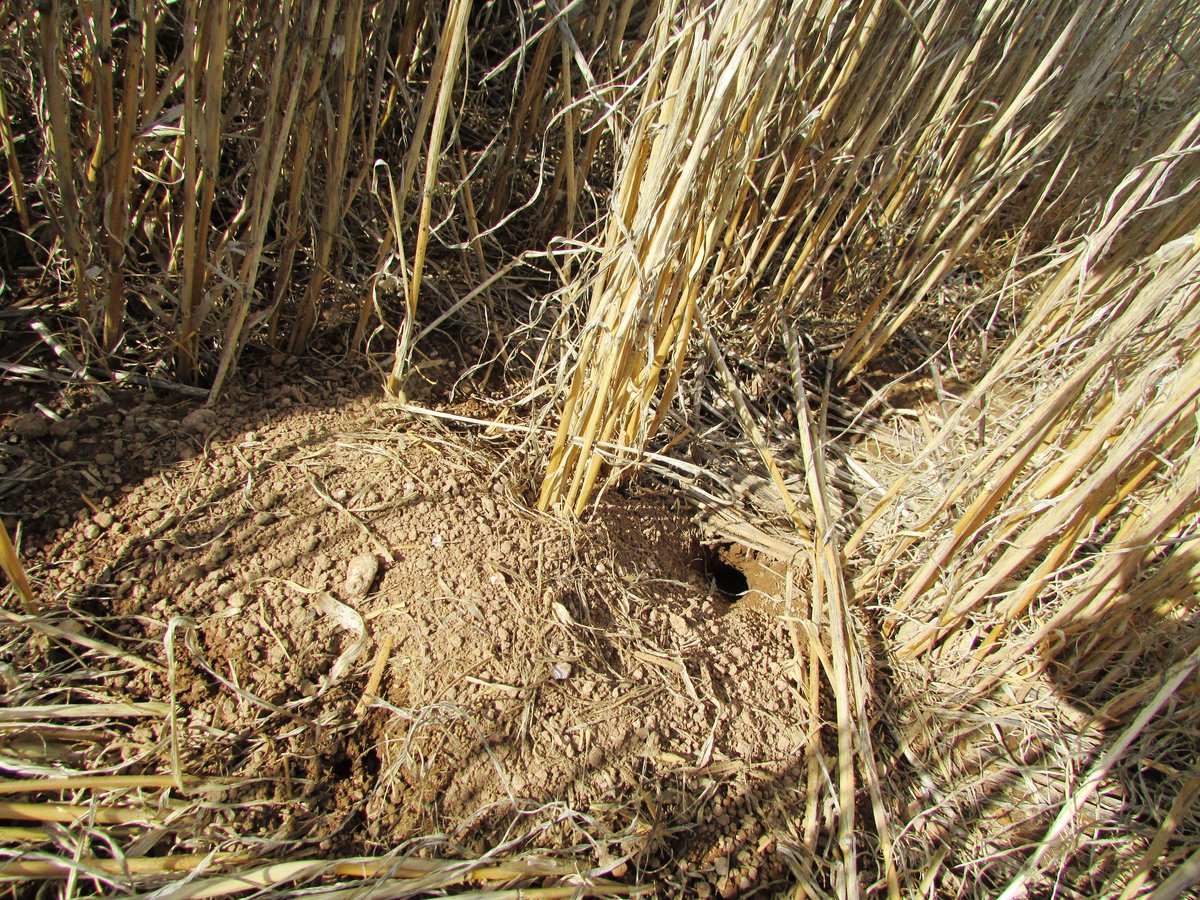 Did you know...
Mice start breeding at 6 weeks of age
Litters of up to 10 pups are born every 20 days
Female mice become pregnant again immediately after giving birth
A single pair can give rise to 500 offspring in a season
Monitor &amp; plan now: bit.ly/2oV8MCT <a href="/MouseAlert/">Steve Henry</a>