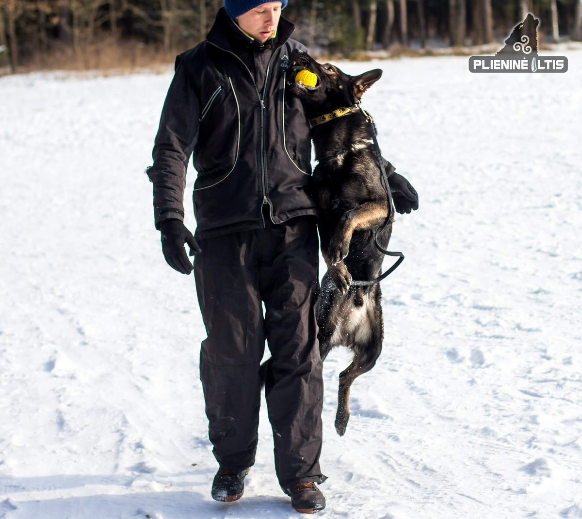 plienineiltis's tweet photo. Came on let's play! 🌋🐲😈😇💪
#plienineiltis #gsdkennel #gsdworkingline #gsd #schäferhund #germanshepherd #lovegsd #lovemydog #schäfer #mymotivation #myinspiration #zwinger #schäfer #puppy #amazing #superdog #k9 #k9gsd #sable #sablegsd #darksable #crazyboy #crazydog #power https://t.co/xdou1O3hzo