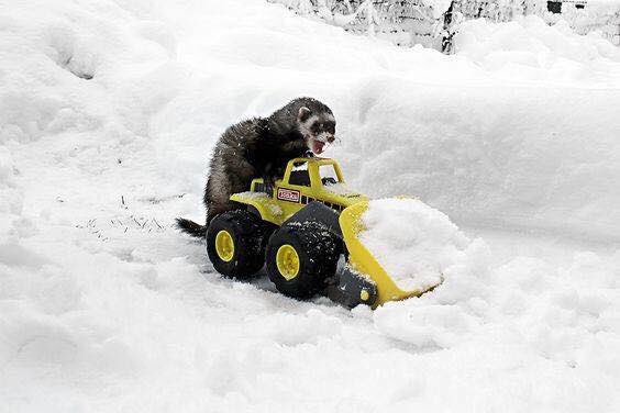 FindMyFerret's tweet photo. Snow? ❄️. No problem.  “Ferret at your service!” #SnowStorm #snow #Ferret https://t.co/ohKng904b1