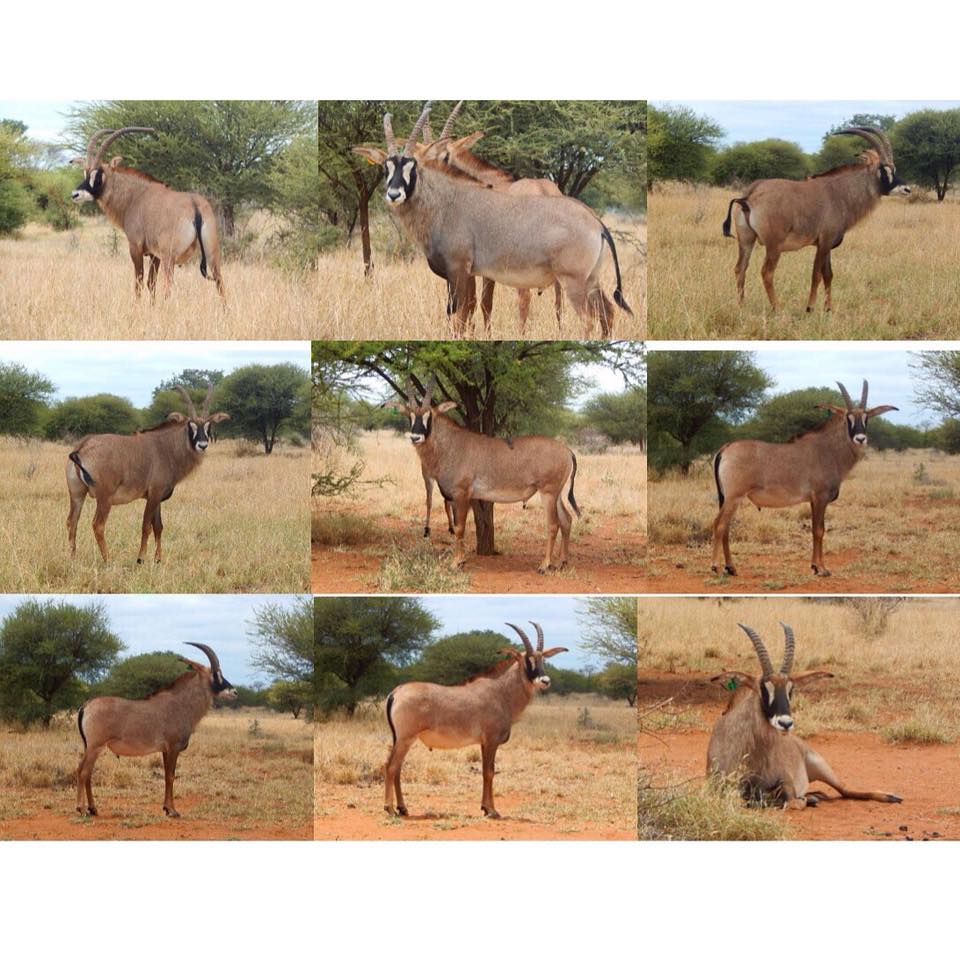 PRGameBreeding's tweet image. Purple Rain Game Breeders Roan hunting/breeding bulls for sale! 

For more information contact Colin @ +2776 149 9703 o

#GameForSale
#SouthernRoan
#RoanForSale
#Roan
#PurpleRainGameBreeding 
#GameBreedingSouthAfrica
#GameAuction
#BullForSale
#RoanBullForSale