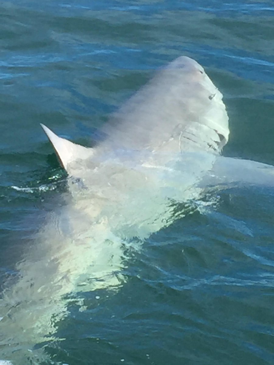 wjxt4's tweet image. CLOSE CALL🦈 | Florida fishermen come within inches of 14-foot-long great white shark. bit.ly/2Dm4Cbp?utm_so…