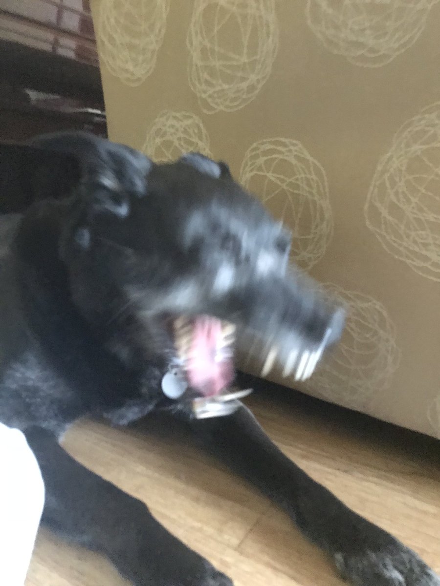 Raev_ene's tweet image. Here is my dog