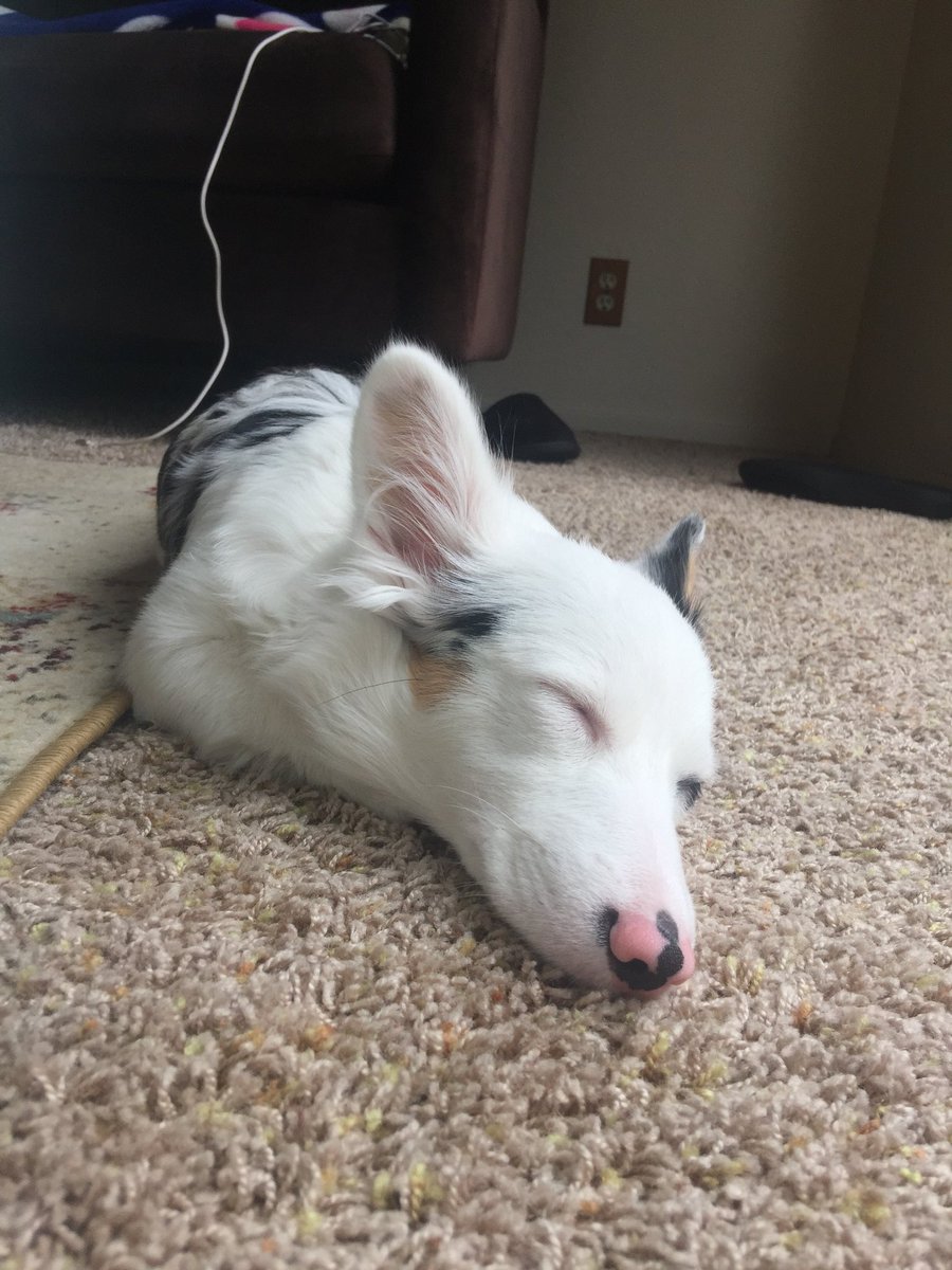 zirathecorgi tweet picture