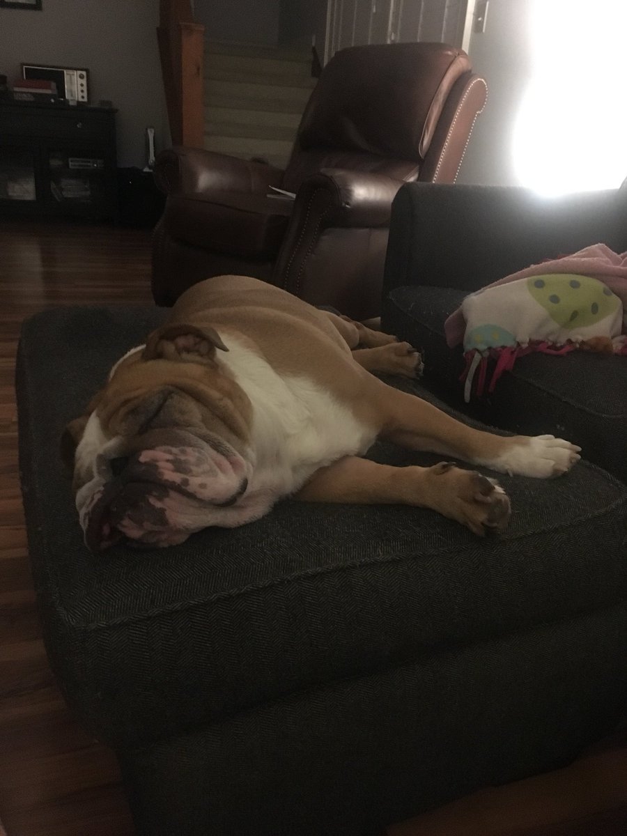 PennyFHurt's tweet photo. National Napping Day! I am so good at this one!! #bulldoglife https://t.co/lEEkzyLTYC