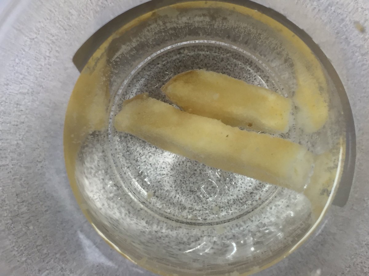 KlassenCrystal's tweet image. Day 1 of science projects @vicmo7 @fransaskois @Kellibok #awesomescience #sunwestPeBL