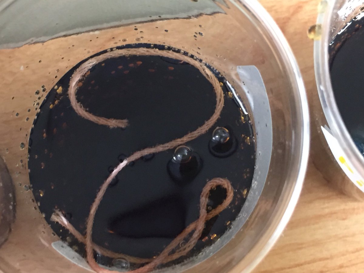 KlassenCrystal's tweet image. Day 1 of science projects @vicmo7 @fransaskois @Kellibok #awesomescience #sunwestPeBL