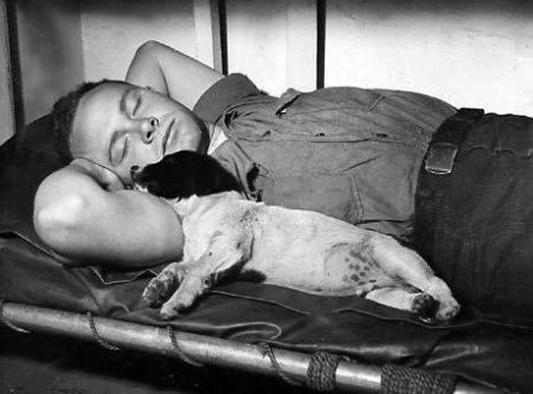 4PawsRescueUT's tweet photo. It's #NationalNappingDay!  You should adopt a dog so that you can celebrate properly. https://t.co/lWFcZntE04