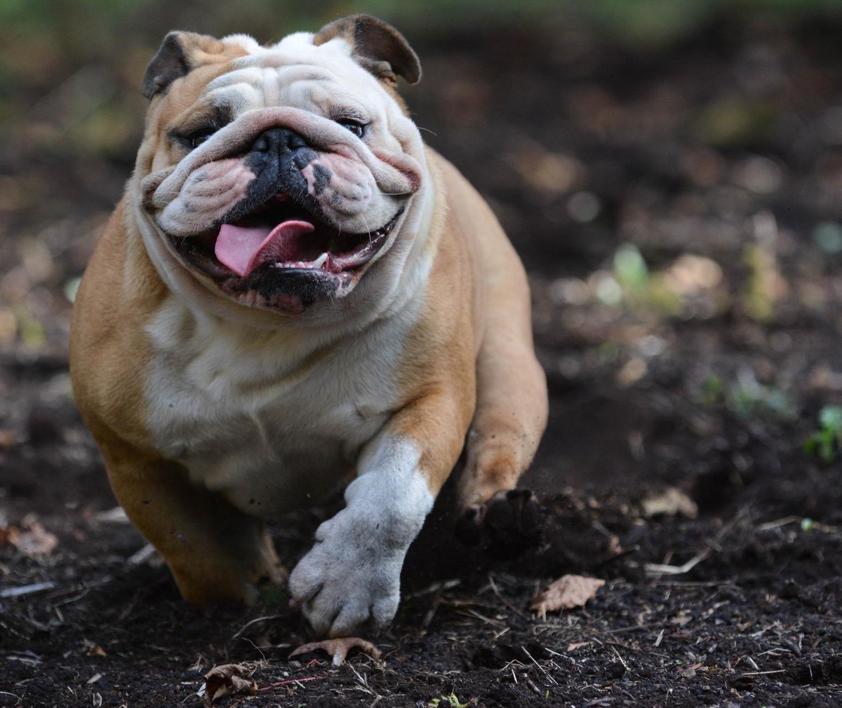 Pet_Sci's tweet photo. What personality type is your dog? Take our quiz and let us know! https://t.co/rj7tiuk3Uj https://t.co/Fmn9GLcZVQ