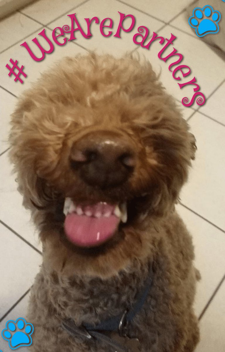 Dog hair, don't care! It's raining cats &amp; dogs! <a href="/googlepartners/">Google Partners</a> @MaconRaine maconraine.com/pet-friendly/ #DogBoss #BarkBios #WeArePartners #contest