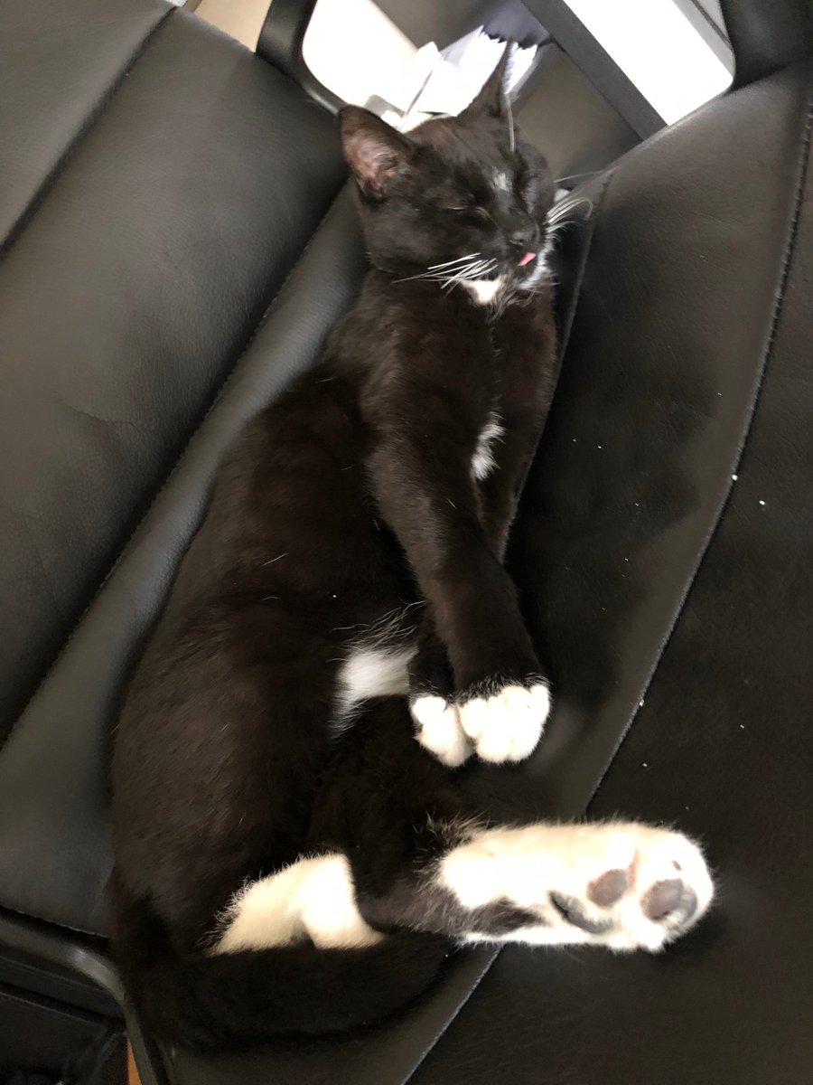 emspeak's tweet photo. Blep brothers!!! 🐱👅🐶✨ https://t.co/wwRyyHo6VW