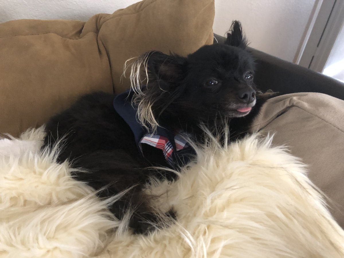 emspeak's tweet photo. Blep brothers!!! 🐱👅🐶✨ https://t.co/wwRyyHo6VW