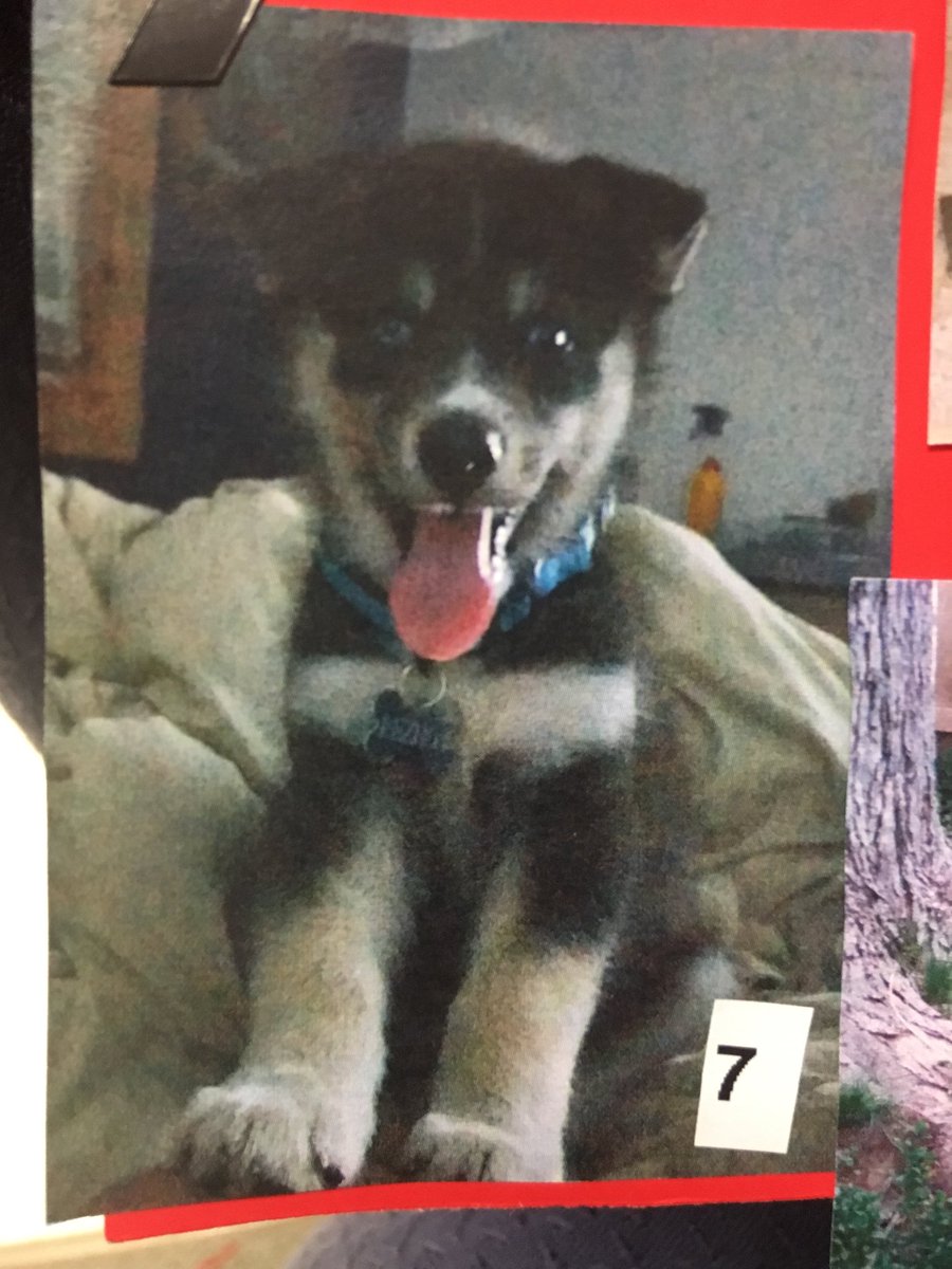 T-0111’s cutest pet winners! 🐕🐈❤️ #fffevent #furryfriendgoals 🐾