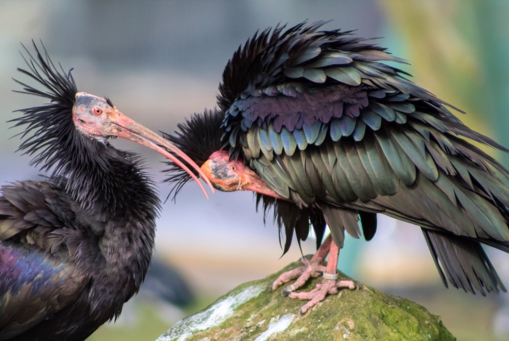 #northernbaldibis candid shot of two taken at #lothertonhall #westyorkshire not so #wild #wildlife #wildlifephotography #birdphotography #animalphotography #photographyisart #photographyislife