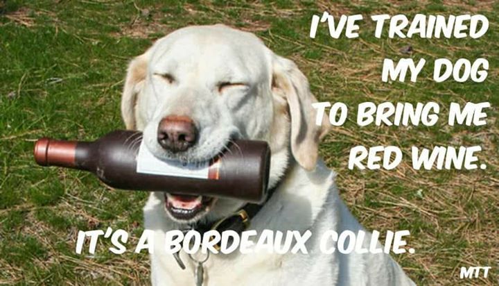 Post a photo of your  #wine loving dog in the comments!