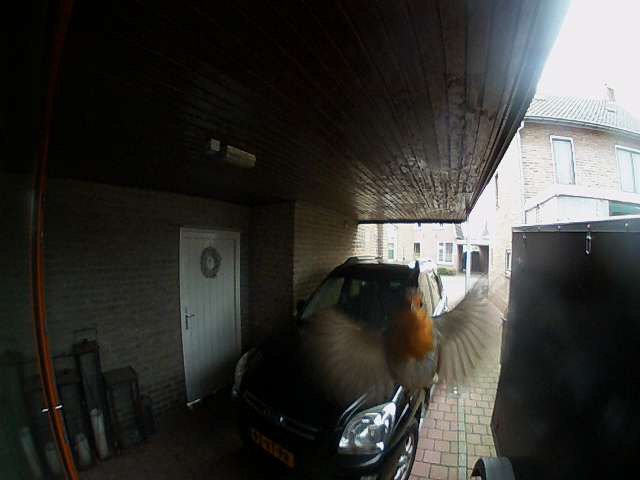 Roodborstje maakt #selfie met #Doorbird. Robin makes #selfie with <a href="/doorbird/">DoorBird</a>
