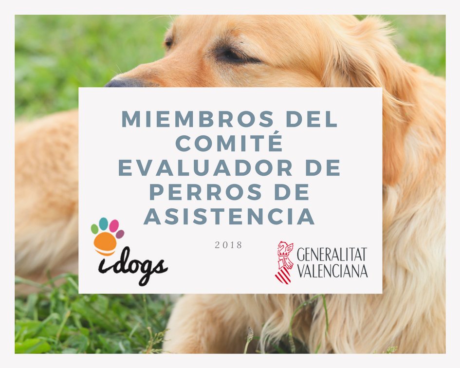 asociacionidogs's tweet photo. Las profesionales de #idogs hemos sido nombradas oficialmente   miembros del comité de calificación para la evaluación y el reconocimiento de perros de asistencia en la Comunitat Valenciana. 👏👏#gva #IgualdadyPoliticasInclusivas #PerroDeAsistencia #PerroDeTerapia #Valencia https://t.co/5wp5Mv820l