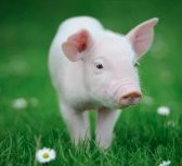 W2DWTK's tweet photo. Small, family run, farm animal orchard devoted entirely to micro and miniature animals. 
#Kent #WhatsonKent #WTDWTK
https://t.co/rbZ2wikUM0 https://t.co/AZCu98DCiq