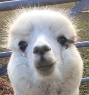 W2DWTK's tweet photo. Small, family run, farm animal orchard devoted entirely to micro and miniature animals. 
#Kent #WhatsonKent #WTDWTK
https://t.co/rbZ2wikUM0 https://t.co/AZCu98DCiq