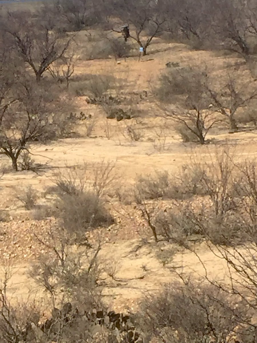 MrsBGray1's tweet photo. The view from my new deer stand my sweet hubby built me.  Corn feeder straight ahead and protein to the left. #gettingreadyfornextseason https://t.co/2f1gGewjry
