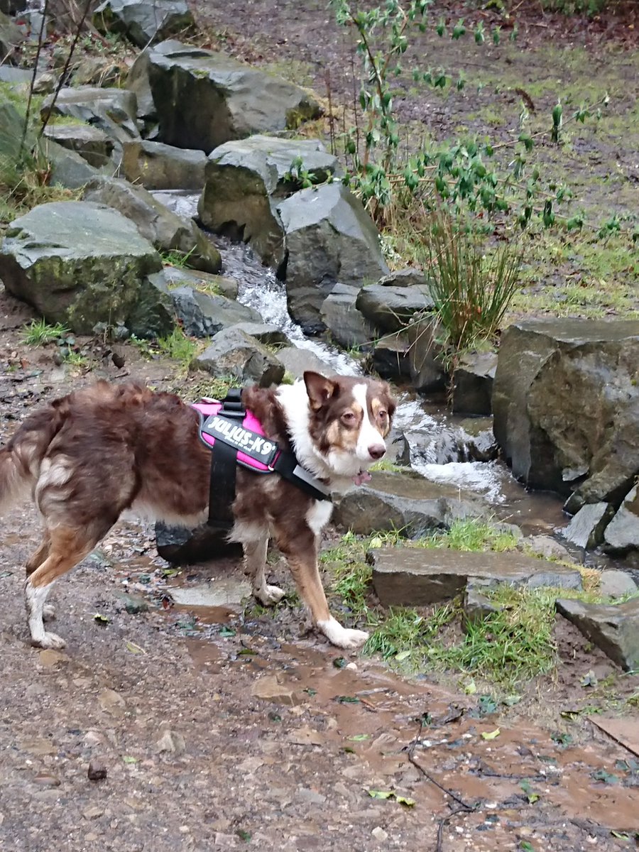 n26pcy's tweet photo. Ember loves her Julius K9 harness @JuliusK9UK https://t.co/xZVTqTeEZX