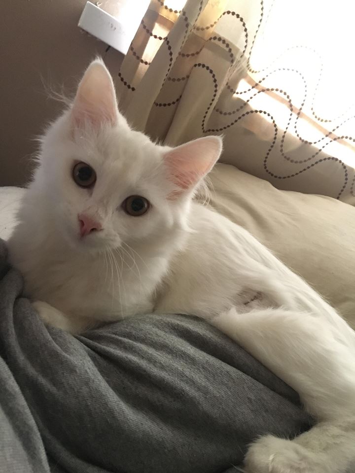 newstartcats's tweet image. Nala is deaf and relies on Daisy. They are 6 months, need to go together, probably as housecats. They are used to dogs but can't live with children. Please call 07598752992 if you're interested. #AdoptDontShop #CatsOfTwitter #kittens #meow