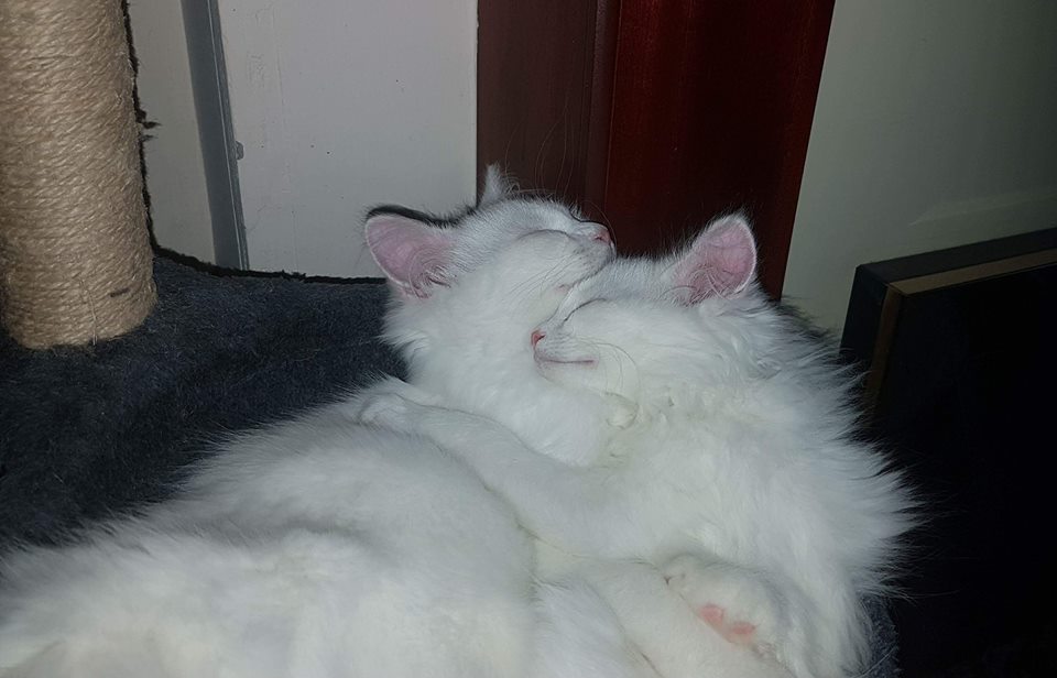 newstartcats's tweet image. Nala is deaf and relies on Daisy. They are 6 months, need to go together, probably as housecats. They are used to dogs but can't live with children. Please call 07598752992 if you're interested. #AdoptDontShop #CatsOfTwitter #kittens #meow