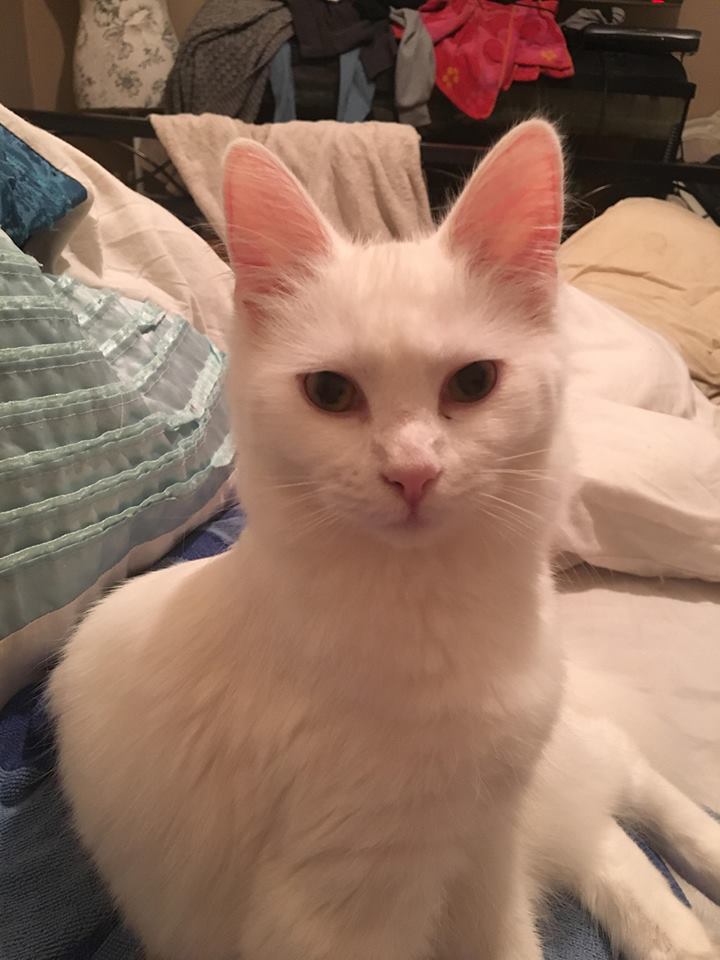 newstartcats's tweet image. Nala is deaf and relies on Daisy. They are 6 months, need to go together, probably as housecats. They are used to dogs but can't live with children. Please call 07598752992 if you're interested. #AdoptDontShop #CatsOfTwitter #kittens #meow