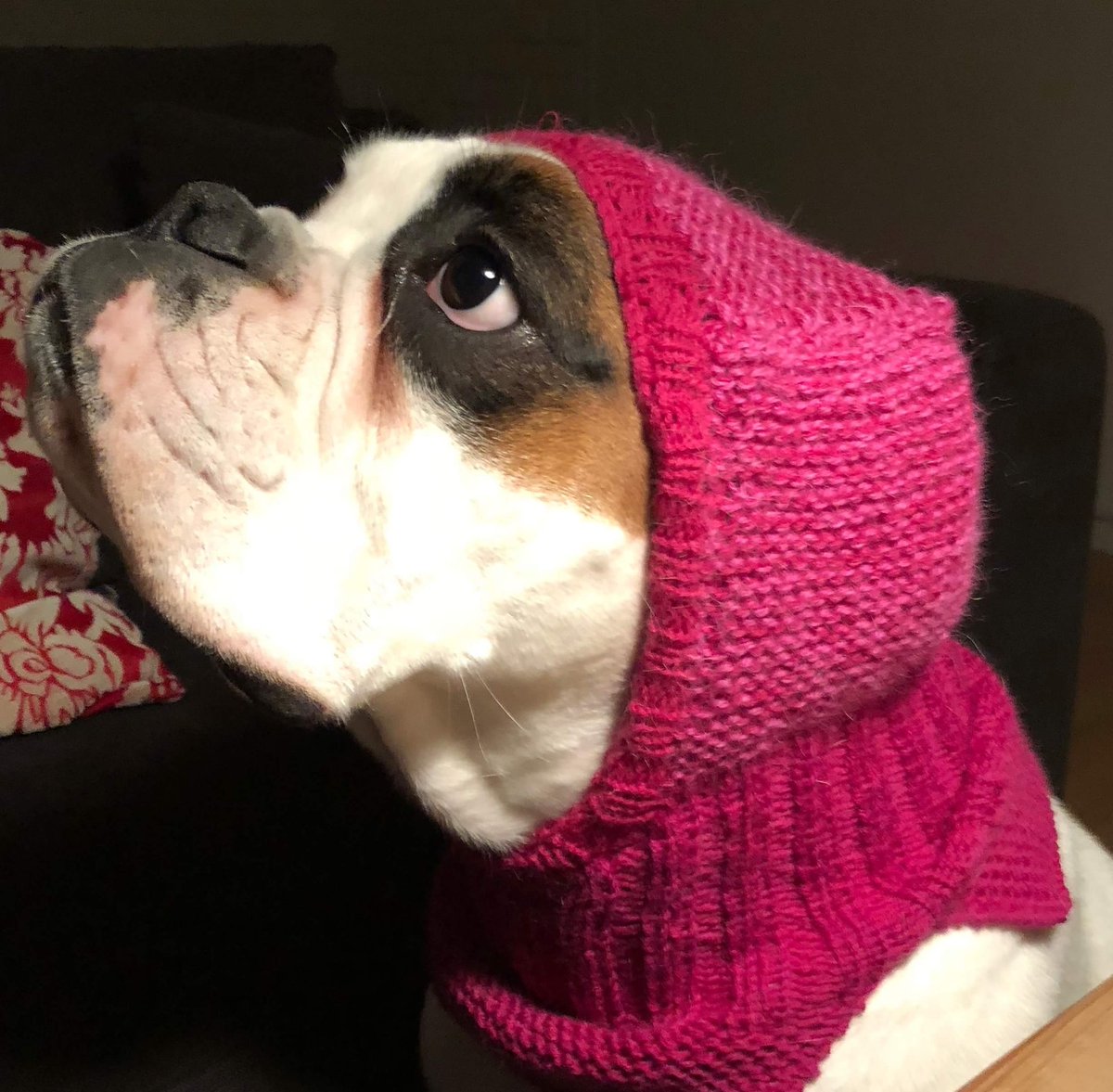 BoxerHope's tweet image. Once upon a time, there was a little girl who lived in a village near the forest.  Whenever she went out, the little girl wore a red riding cloak, so everyone in the village called her #LittleRedRidingHood