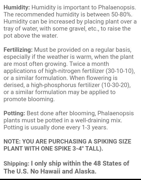 PetrovichBilly's tweet photo. this is where you get the large #Phalaenopsis,in spike,with FREE😍https://t.co/E8qXAXFViQ.I did not(I did,however buy 2,last summer😜).I am currently on #SpikeWatch🌱🔍. https://t.co/hbFYoHkLjx