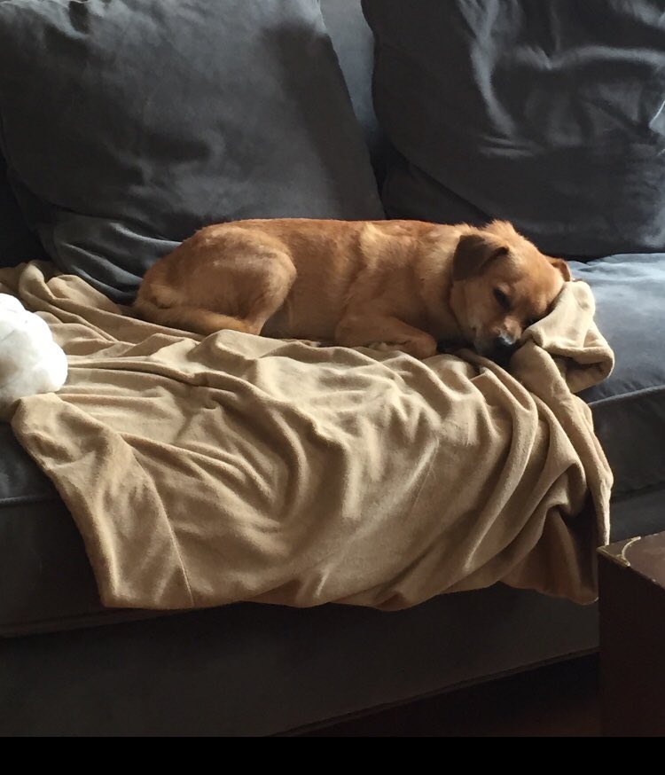 minakimes's tweet photo. happy national napping day, or, as my dog calls it, everyday https://t.co/mCkoZzoMey