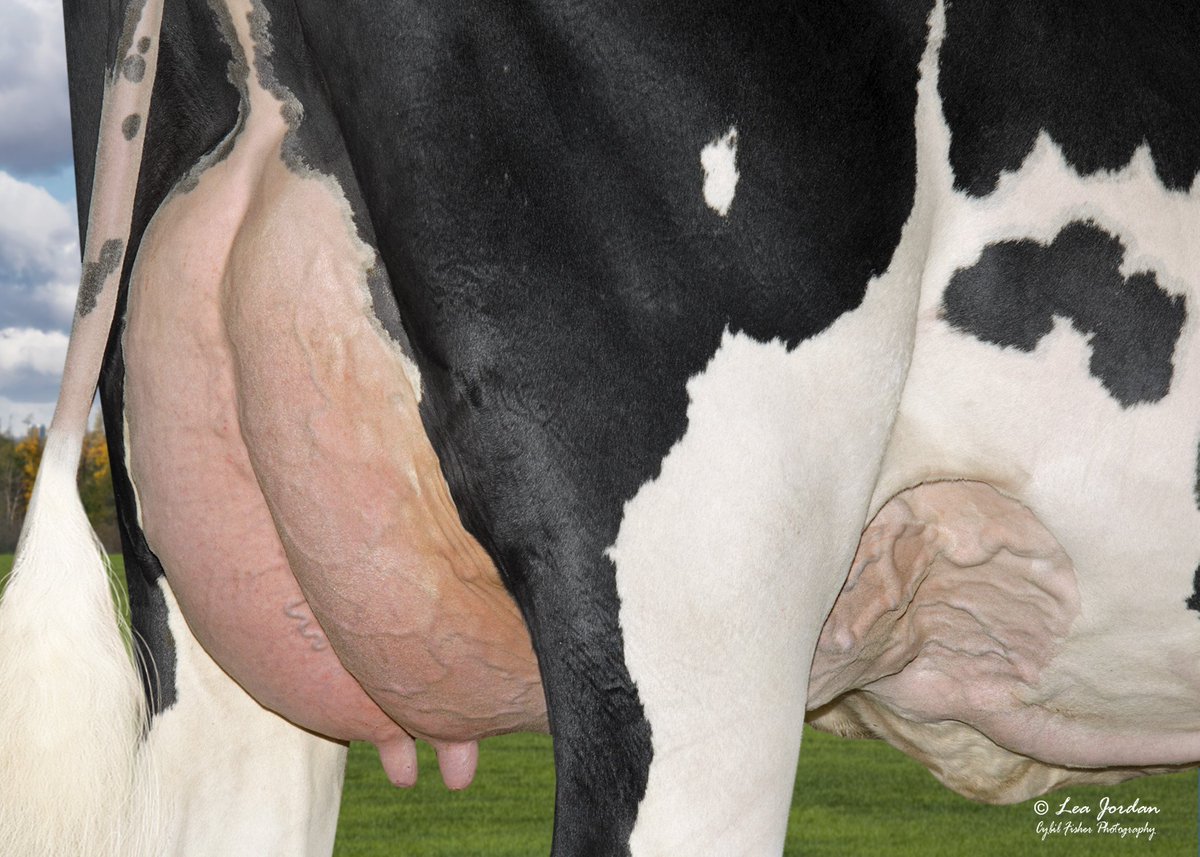 SelectSiresInc's tweet photo. It's #MammaryMonday and we're showing off this pretty 7HO12266 YODER daughter from Kevin and Barb Nedrow in NY! https://t.co/Qci4e6w0cs