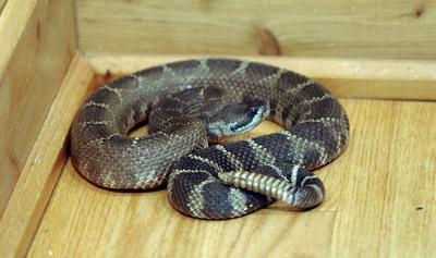EastBayTimes's tweet photo. Rattlesnake bites man hiking in Lime Ridge Open Space in Concord https://t.co/mePJi1ZZMO https://t.co/FhcMfOFhdf