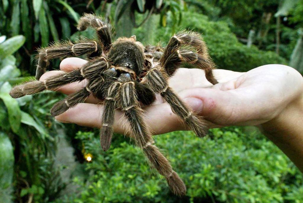 mercnews's tweet photo. Australians rescued a giant spider. The rest of the world wonders why. https://t.co/RQALwZaoiN https://t.co/41uM9okjFg