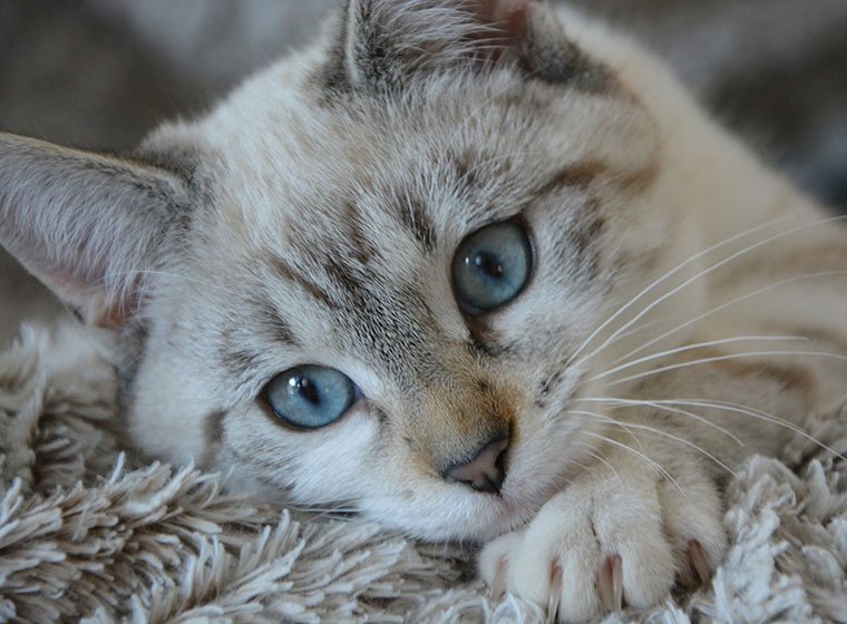 💎💎💎💎💎💎💎💎
🐾🐾🐾🐾🐾🐾🐾🐾
💎💎💎💎💎💎💎💎
🐾🐾🐾🐾🐾🐾🐾🐾
